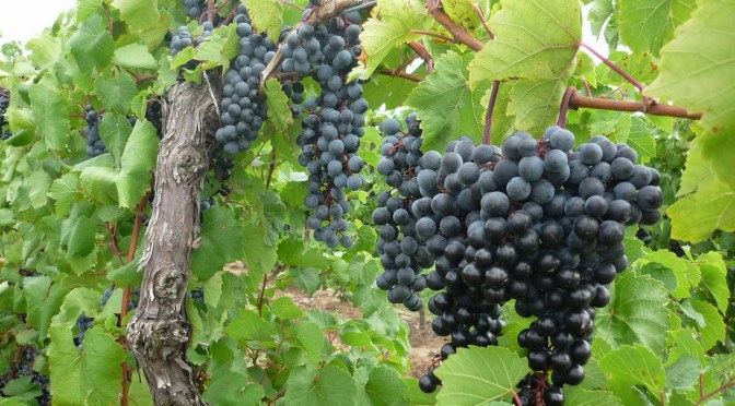 God is pruning the Church