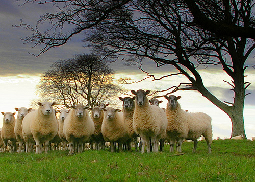 Sheep Without a Shepherd