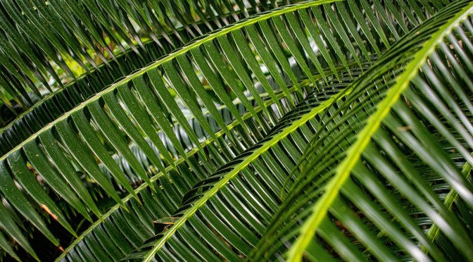 The case for Palm Sunday of the Passion – Pastor Thoughts